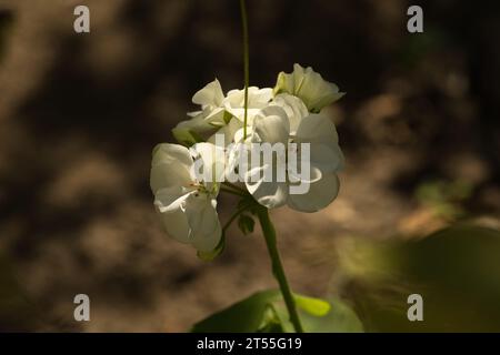 macro shot of a beautiful white flower on a blurred background Foto Stock