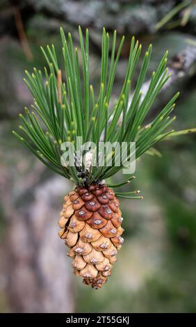 Conifer cona, Parco Nazionale di Tara Foto Stock