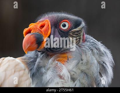 Vista frontale ravvicinata di un avvoltoio re (Sarcoramphus papa) Foto Stock