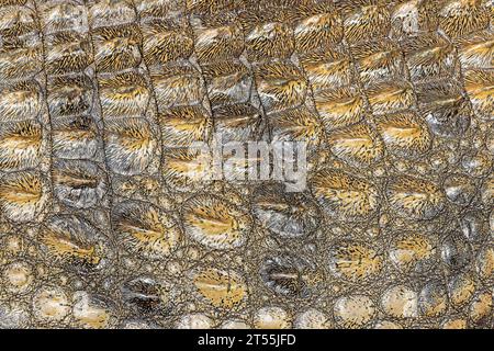 Vista ravvicinata di una pelle di coccodrillo del Nilo come sfondo Foto Stock