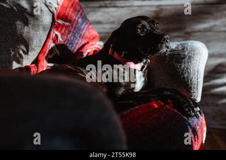 Cane da toro nero che si trova in sedia a casa Foto Stock