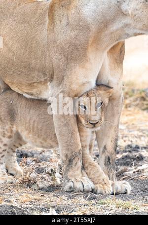 Un cucciolo di leone con le immagini che SI SCIOGLIE IL CUORE DI sua madre AFRICA mostra una famiglia di leoni soprannominata "The Hollywoods" perché sono davvero belli Foto Stock