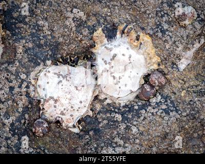 Ostriche del Pacifico (Magallana gigas) su una roccia durante la bassa marea in Galizia (Spagna) Foto Stock