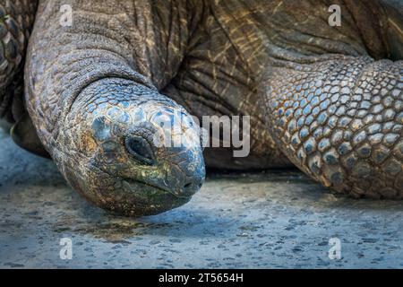 Ritratto ravvicinato di una tartaruga gigante, Seychelles Foto Stock