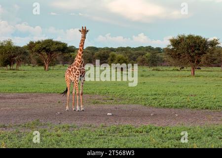 Toro di giraffa (Giraffa camelopardalis) al lick di sale nel nord del Kalahari, fattoria per gli ospiti Wildacker, a nord di Grootfontein, regione di Otjozondjupa, Namibia Foto Stock