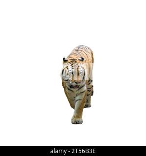 Tigre Amur - Panthera Tigris Altaica su sfondo trasparente Foto Stock