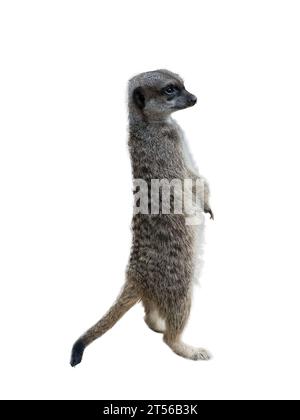 Meerkat - Suricata Suricatta su sfondo trasparente Foto Stock