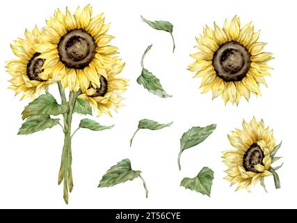 Set autunnale acquerello con girasoli. Rustico dipinto a mano isolato su sfondo bianco. Illustrazione floreale per il design. Bouquet vintage e. Foto Stock