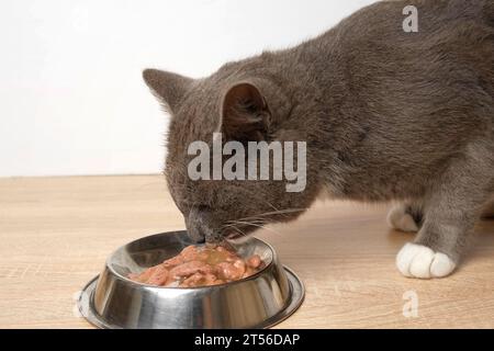 Cat Eating Wet Cat Food. Tabby Gray Kitten mangia cibo speciale dal Silver Steel Bowl contro il muro bianco. Primo piano. Carina affamata Feline a casa. Nazionale Foto Stock