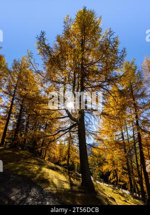 Larici (Larix) nella zona di Grossglockner in autunno dorato Foto Stock