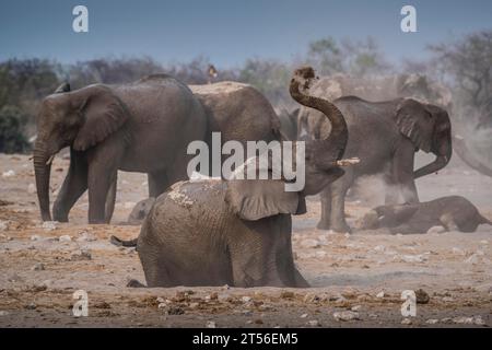 Elefanti africani (Loxodonta africana) che fanno un bagno di fango in una pozza d'acqua, nel Parco Nazionale di Etosha, Namibia Foto Stock