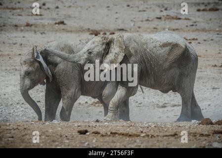 Elefanti africani (Loxodonta africana) in una pozza d'acqua, giovani animali che giocano, Parco Nazionale di Etosha, Namibia Foto Stock