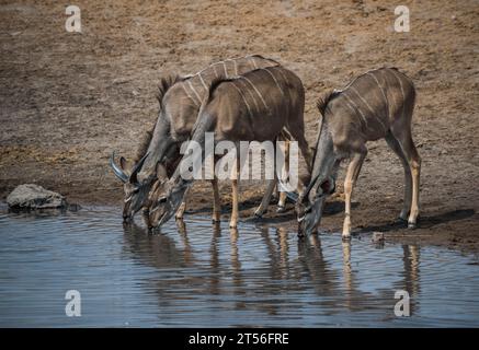 Greater kudu (Tragelaphus strepsiceros), due giovani maschi e una femmina che beve in una pozza d'acqua, il Parco Nazionale di Etosha, Namibia Foto Stock