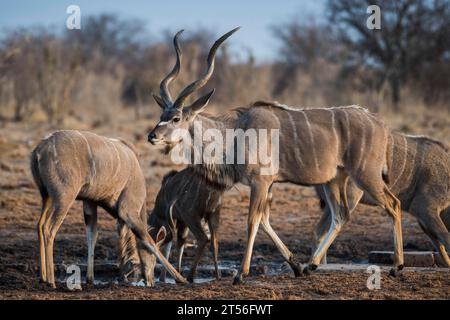 Greater kudu (Tragelaphus strepsiceros), maschio e femmina, Etosha National Park, Namibia Foto Stock