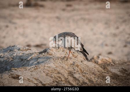 goshawk dalle ali grigie pallide o goshawk (Melierax canorus) che canora il bianco si pulisce da solo, nel Parco Nazionale di Etosha, Namibia Foto Stock