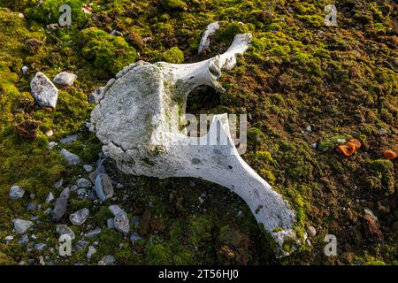 Whalebones, Down Islands, Dunoyane Arcipelago, Spitsbergen, Svalbard, Norvegia Foto Stock