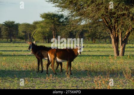 Antilopi maschi (Hippotragus niger) in un'area nel nord del Kalahari, Wildacker guest farm, a nord di Grootfontein, regione di Otjozondjupa, Namibia Foto Stock