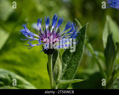 Primo piano dell'inflorescenza blu di cianus montanus Foto Stock