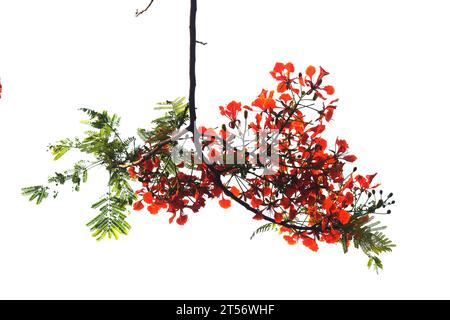 Krishnachura o Delonix Regia fiori Dacca, Bangladesh Foto Stock