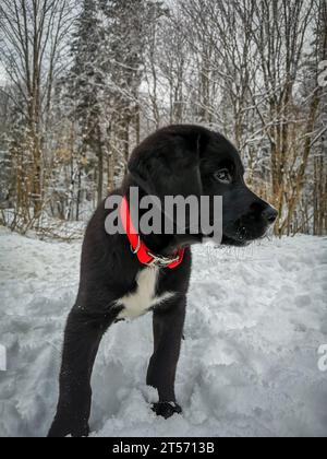 Un maestoso canino nero si erge in un paese delle meraviglie invernale, con il suo colletto rosso brillante che si staglia contro il paesaggio innevato Foto Stock