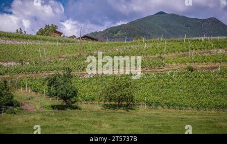 Vigneti in estate del Monastero Neustift, Vahrn vicino Bressanone in alto Adige, Trentino alto Adige, Italia settentrionale, Europa Foto Stock