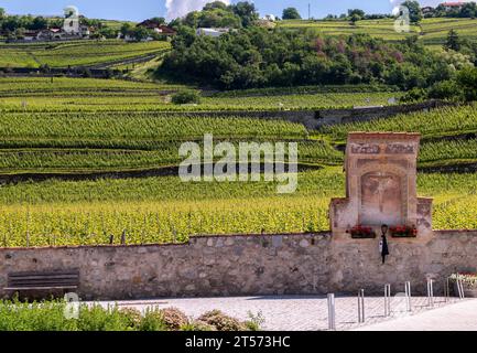 Vigneti in estate del Monastero Neustift, Vahrn vicino Bressanone in alto Adige, Trentino alto Adige, Italia settentrionale, Europa - Juni 12, 2023 Foto Stock