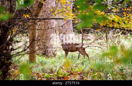 Dundee, Tayside, Scozia, Regno Unito. 3 novembre 2023. Tempo nel Regno Unito: Anche in una mattinata nuvolosa, il Dundee Camperdown Country Park offre meravigliose attrazioni autunnali, con il Roe Deer che girovaga tra i boschi. Crediti: Dundee Photographics/Alamy Live News Foto Stock