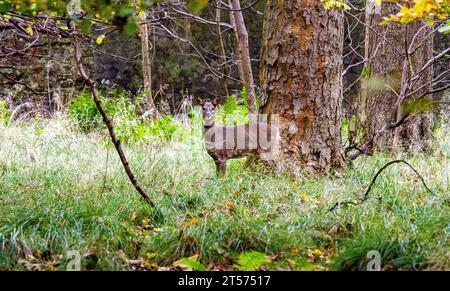 Dundee, Tayside, Scozia, Regno Unito. 3 novembre 2023. Tempo nel Regno Unito: Anche in una mattinata nuvolosa, il Dundee Camperdown Country Park offre meravigliose attrazioni autunnali, con il Roe Deer che girovaga tra i boschi. Crediti: Dundee Photographics/Alamy Live News Foto Stock