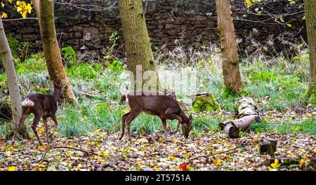 Dundee, Tayside, Scozia, Regno Unito. 3 novembre 2023. Tempo nel Regno Unito: Anche in una mattinata nuvolosa, il Dundee Camperdown Country Park offre meravigliose attrazioni autunnali, con il Roe Deer che girovaga tra i boschi. Crediti: Dundee Photographics/Alamy Live News Foto Stock