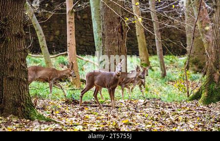 Dundee, Tayside, Scozia, Regno Unito. 3 novembre 2023. Tempo nel Regno Unito: Anche in una mattinata nuvolosa, il Dundee Camperdown Country Park offre meravigliose attrazioni autunnali, con il Roe Deer che girovaga tra i boschi. Crediti: Dundee Photographics/Alamy Live News Foto Stock