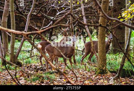 Dundee, Tayside, Scozia, Regno Unito. 3 novembre 2023. Tempo nel Regno Unito: Anche in una mattinata nuvolosa, il Dundee Camperdown Country Park offre meravigliose attrazioni autunnali, con il Roe Deer che girovaga tra i boschi. Crediti: Dundee Photographics/Alamy Live News Foto Stock