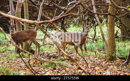 Dundee, Tayside, Scozia, Regno Unito. 3 novembre 2023. Tempo nel Regno Unito: Anche in una mattinata nuvolosa, il Dundee Camperdown Country Park offre meravigliose attrazioni autunnali, con il Roe Deer che girovaga tra i boschi. Crediti: Dundee Photographics/Alamy Live News Foto Stock