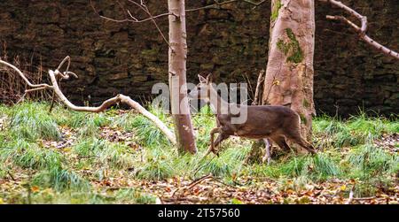 Dundee, Tayside, Scozia, Regno Unito. 3 novembre 2023. Tempo nel Regno Unito: Anche in una mattinata nuvolosa, il Dundee Camperdown Country Park offre meravigliose attrazioni autunnali, con il Roe Deer che girovaga tra i boschi. Crediti: Dundee Photographics/Alamy Live News Foto Stock