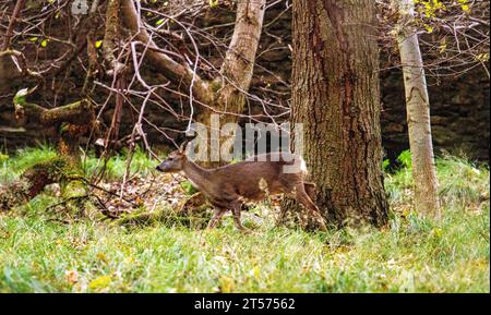 Dundee, Tayside, Scozia, Regno Unito. 3 novembre 2023. Tempo nel Regno Unito: Anche in una mattinata nuvolosa, il Dundee Camperdown Country Park offre meravigliose attrazioni autunnali, con il Roe Deer che girovaga tra i boschi. Crediti: Dundee Photographics/Alamy Live News Foto Stock