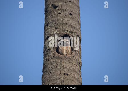 Piccoli gufi in un albero stanno fissando la tua anima Renwick Badh, Kushtia, Bangladesh. Foto Stock