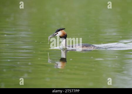 Great Crested Grebe (Podiceps cristatus) con pesci, Renania settentrionale-Vestfalia, Germania | Haubentaucher (Podiceps cristatus) mit Fisch Foto Stock