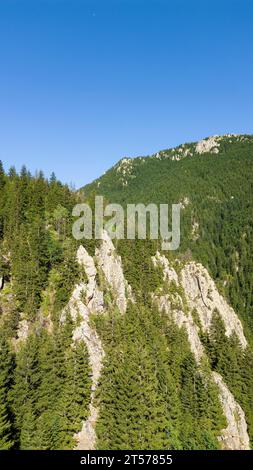 Montagna ricoperta di foreste. Vista aerea della foresta Foto Stock