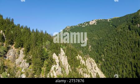 Montagna ricoperta di foreste. Vista aerea della foresta Foto Stock