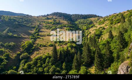 Montagna ricoperta di foreste. Vista aerea della foresta Foto Stock