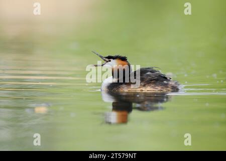 Great Crested Grebe (Podiceps cristatus), Renania settentrionale-Vestfalia, Germania | Haubentaucher (Podiceps cristatus), Nordrhein-Westfalen, Deutschland Foto Stock