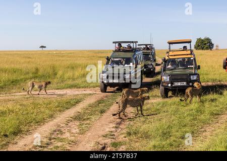 MASAI MARA, KENYA - 19 FEBBRAIO 2020: Veicoli e ghepardi da safari nella riserva nazionale di Masai Mara, Kenya Foto Stock