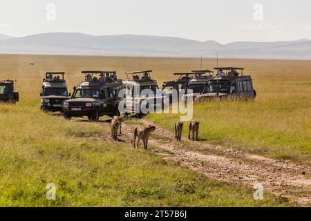 MASAI MARA, KENYA - 19 FEBBRAIO 2020: Veicoli e ghepardi da safari nella riserva nazionale di Masai Mara, Kenya Foto Stock