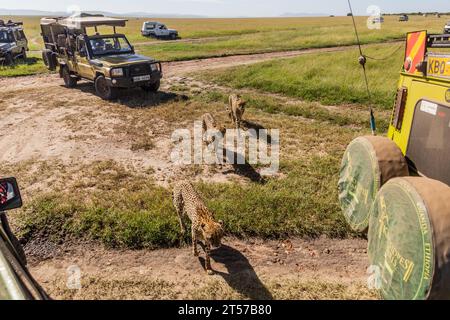 MASAI MARA, KENYA - 19 FEBBRAIO 2020: Veicoli e ghepardi da safari nella riserva nazionale di Masai Mara, Kenya Foto Stock