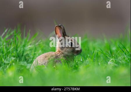 Coniglio europeo (Oryctolagus cuniculus), giovane animale, Renania settentrionale-Vestfalia, Germania | Wildkaninchen (Oryctolagus cuniculus), Jungtier Foto Stock