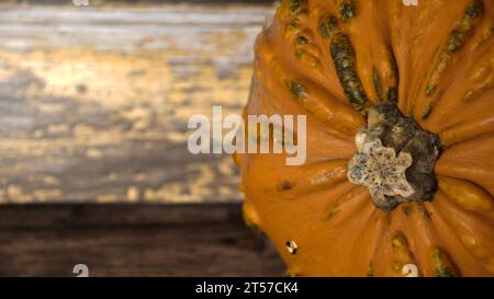 selezione di diverse zucche, zucca fantasma, oran d gnarly Foto Stock