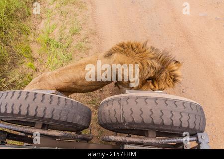 Leone che cammina lungo un veicolo safari nella riserva nazionale di Masai Mara, Kenya Foto Stock