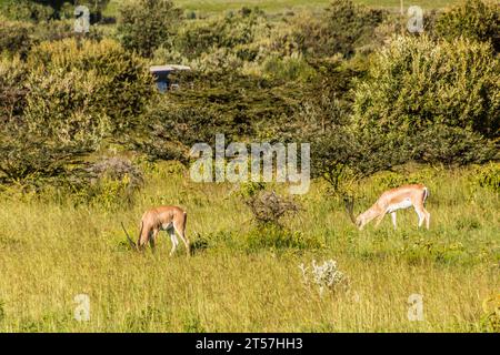 Southern Grant's Gazelle (Nanger granti) nel Longonot National Park, Kenya Foto Stock