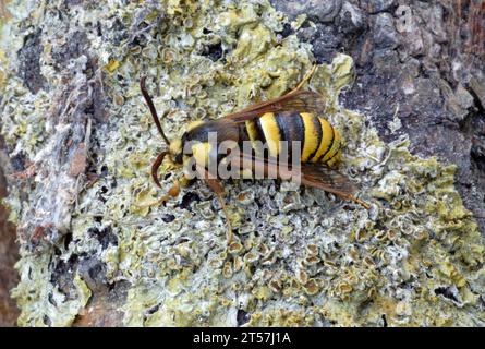 Hornet Clearwing (Sesia apiformis) adulto a riposo sul ramo coperto di lichene Norfolk, Regno Unito. Giugno 2007 Foto Stock