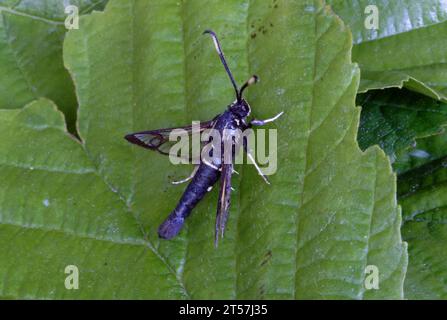 White-Barred Clearwing (Synanthedon spheciformis) adulto a riposo su una foglia Norfolk, Regno Unito. Giugno Foto Stock