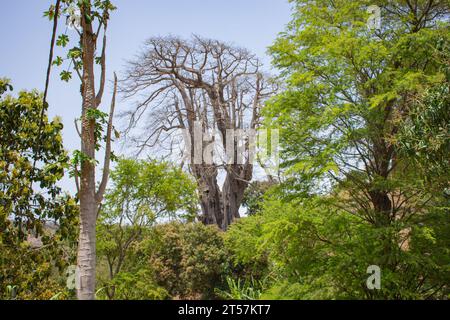 Radici di tronco e contrafforte di 25 metri di altezza kapok (Ceiba pentandra), l'albero più alto di Capo Verde / Cabo Verde vicino Boa Entrada sull'isola di Santiago Foto Stock